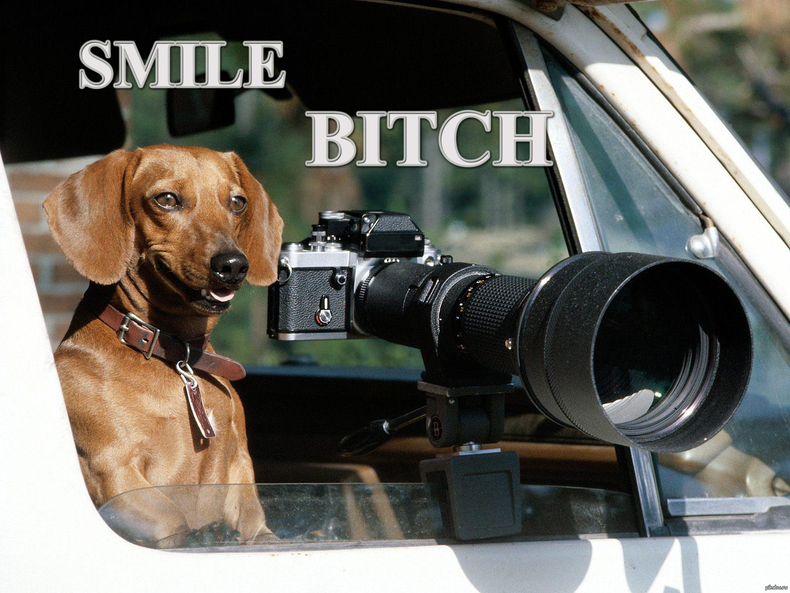 Аренда весел. Собака с фотоаппаратом. Пес с фотоаппаратом. Собака с камерой. Фотографирование собак.