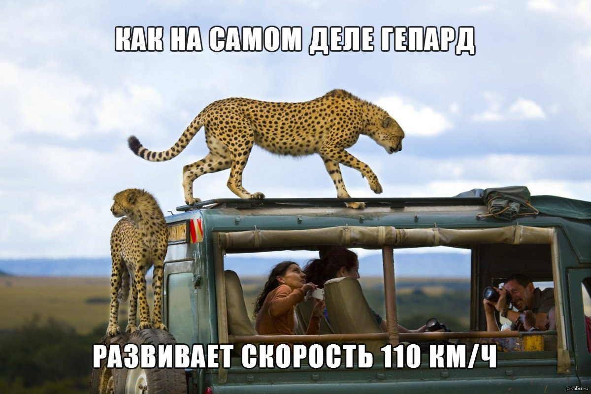 Занзибар экскурсии сафари. Гепарды танзания сафари. Серенгети сафари. Кения сафари. Что означает сафари.