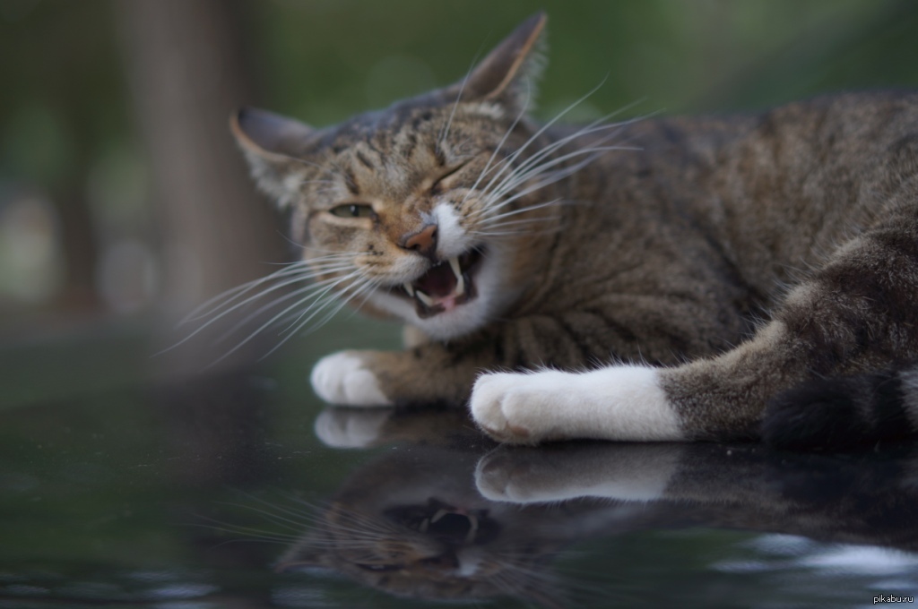 котомодель =\ | Пикабу