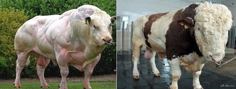 Сколько коров в мире. Самый большой бык осеменитель в мире. Племенной бык осеменитель. Огромный бык.