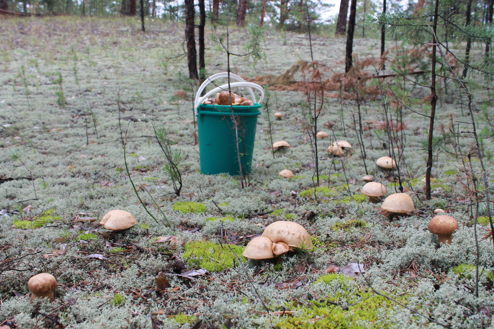 Сбор грибов на болоте