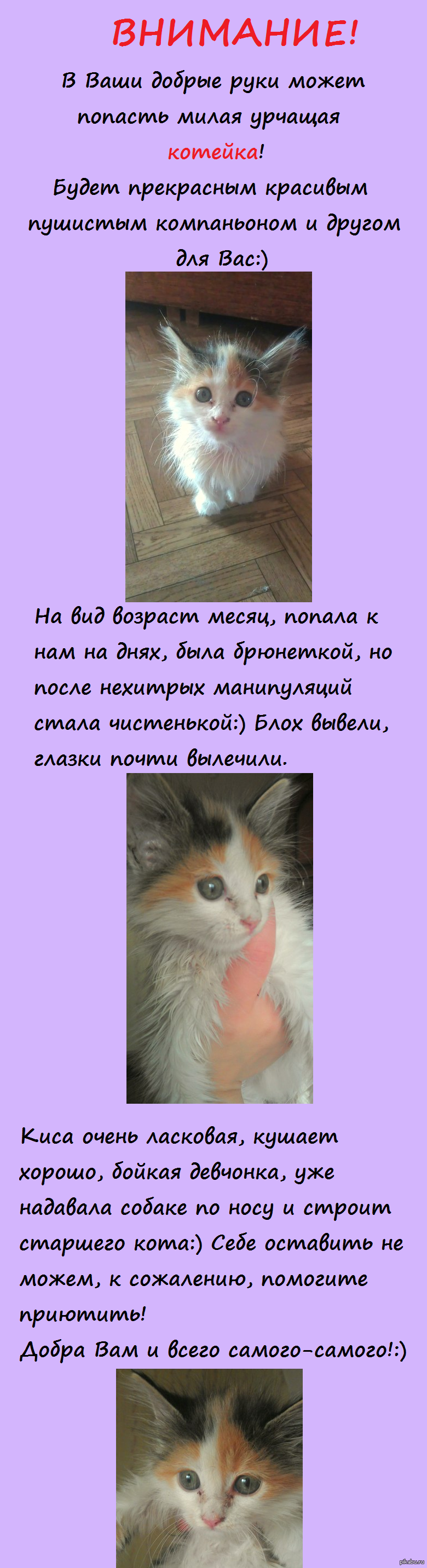 Fluffy is looking for a friend! St. Petersburg! - My, cat, In good hands, Fluffy kitten, Longpost