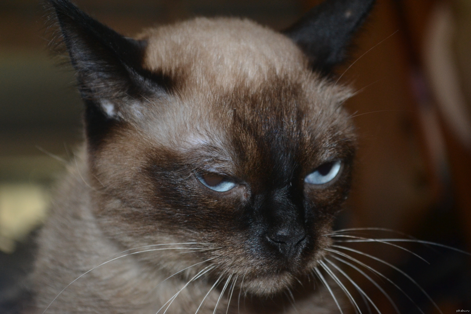 My Grumpy Cat. - My, cat, Grumpy cat