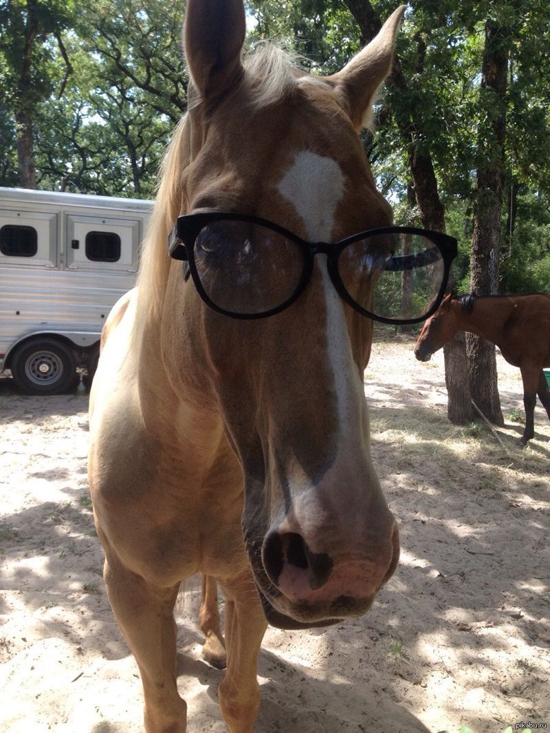 Лошадь прикольные картинки. Забавные лошадки. Конь в очках. Лошадь в очках. Лошадка в очках.