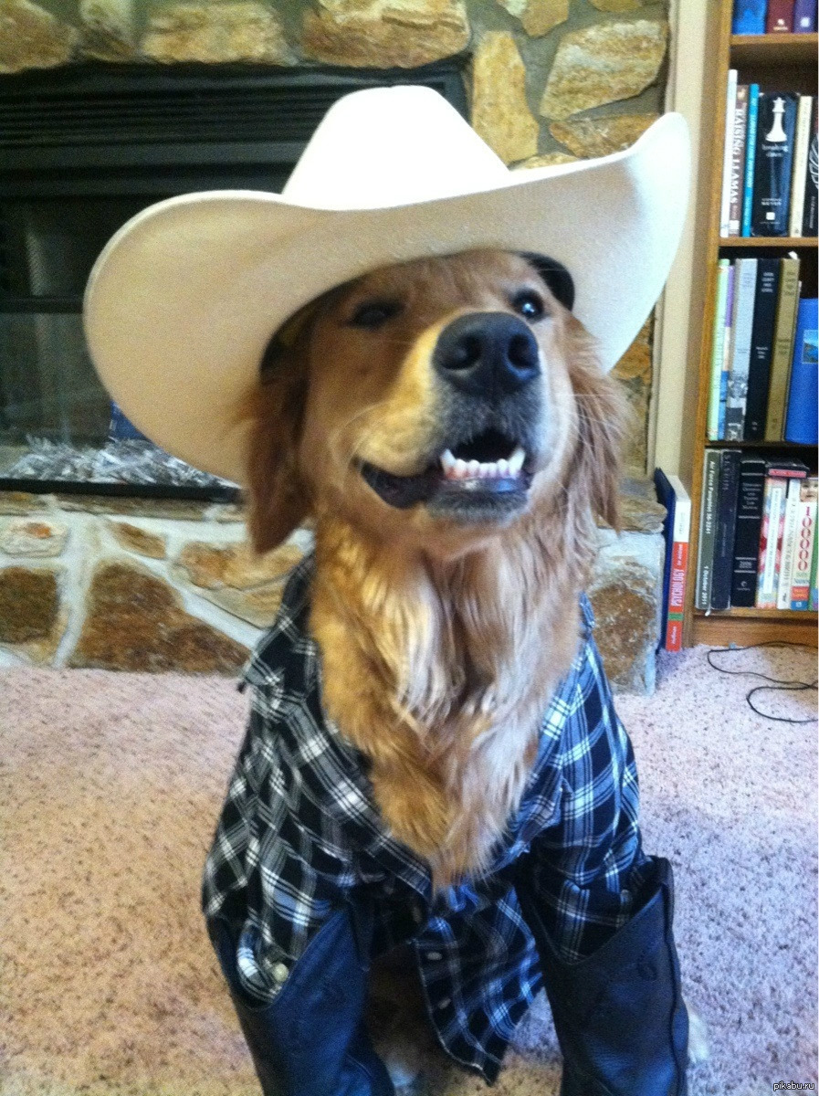 Собака ковбой. Собака в ковбойской шляпе. Вестерн собака. Собака и ковбойский шарф.