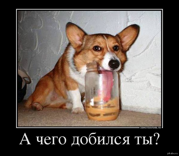 Собака в стакане порода
