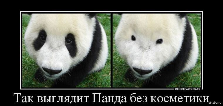 Картинки с пандами прикольные с надписями