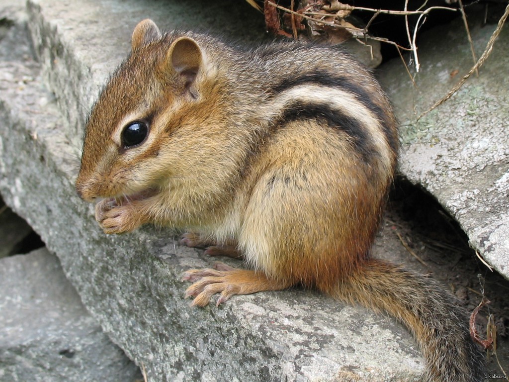 Twitch Chipmunk