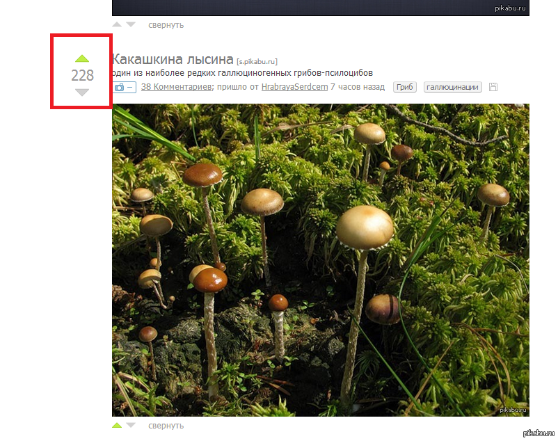 Psilocybe panaeolus. гриб псилоцибе полуланцетовидная. гриб строфария говняная. какашкина лысина. гриб какашкина лысина.