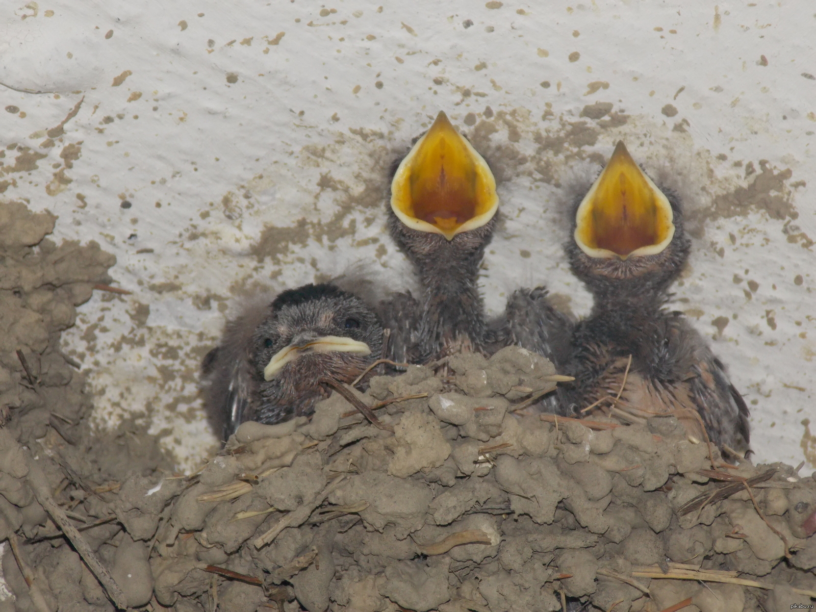 These were such cool chicks, in a nest at a bus stop, near the Nikitsky Botanical Garden. - My, Crimea, Nest, Chick