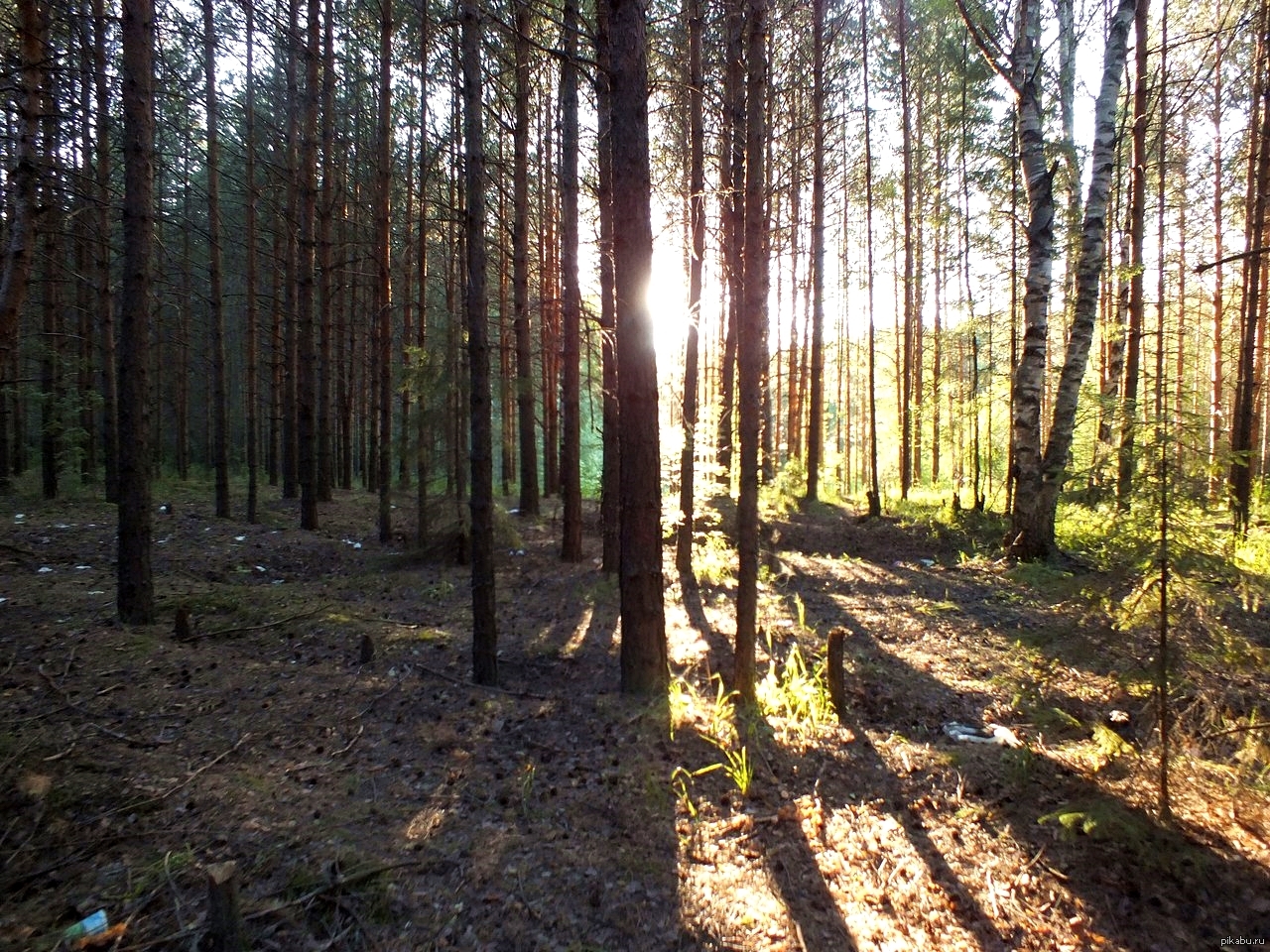 Сосновый бор пермь. ООПТ Сосновый Бор Пермь. Закамский Сосновый Бор в Перми. Сосновый Бор Пермь лес. ООПТ Закамский Бор.