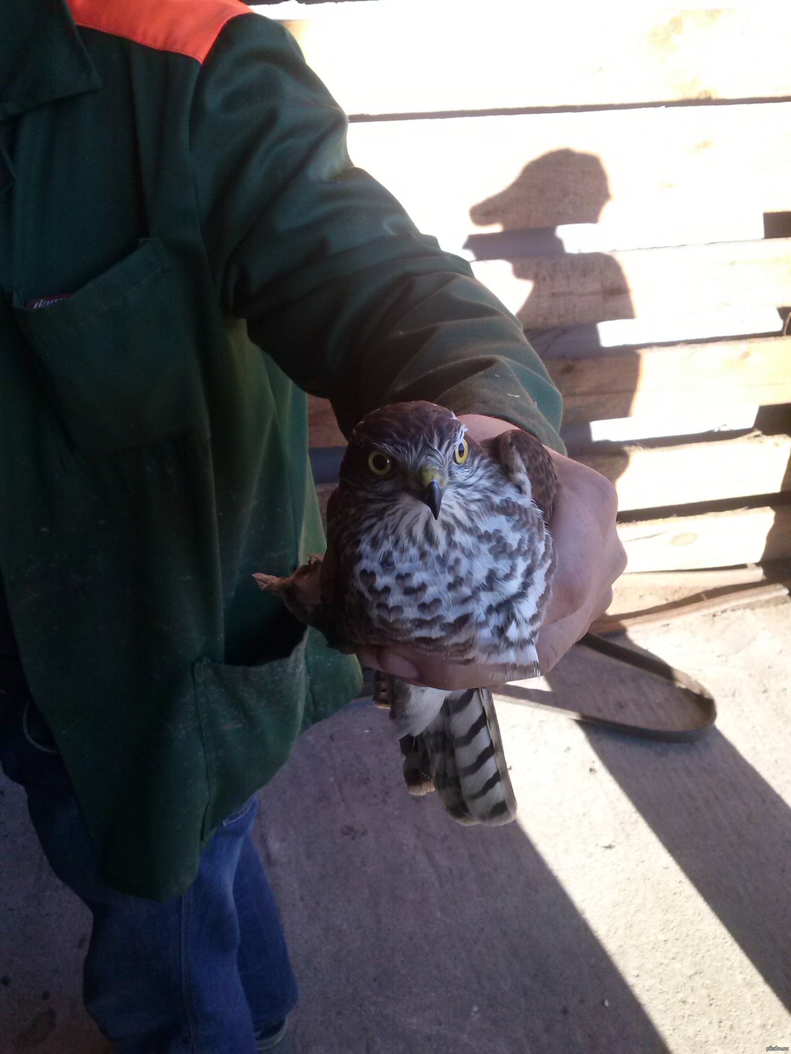 Ястреб египет. Ястреб работа. Коршуны моногамны или. Ястреб работа. Ястреб работа.