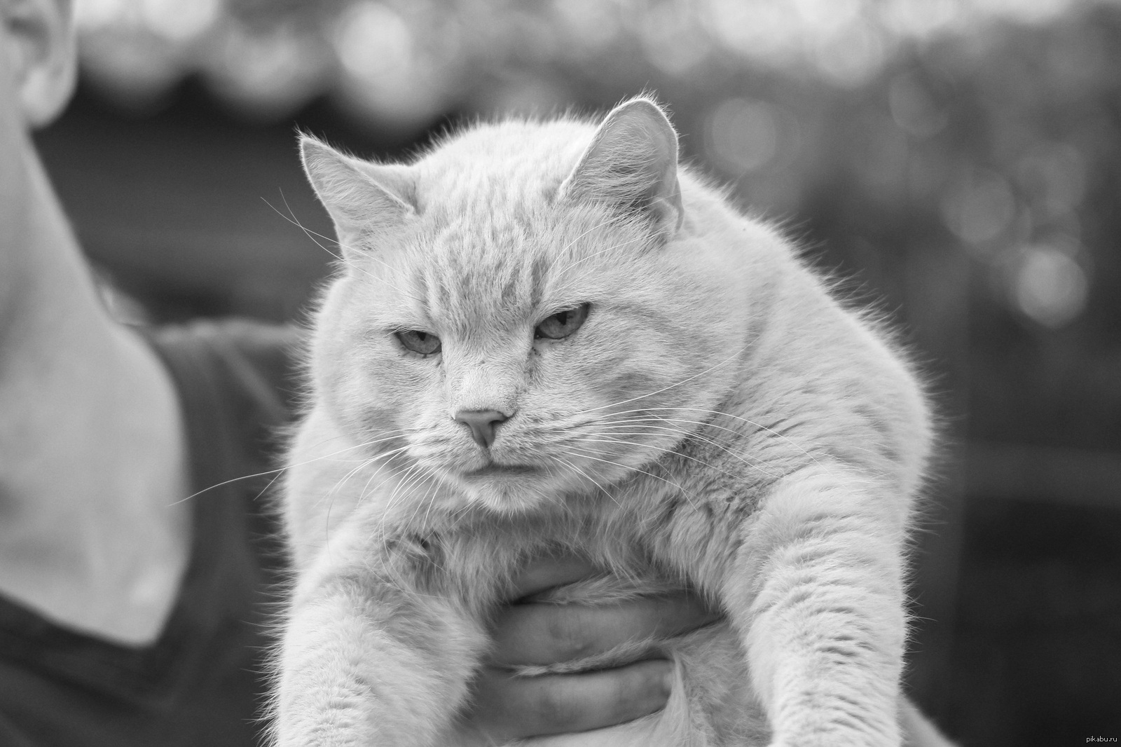 Kote is unhappy - My, cat, BLACK KOTE, Angry kote