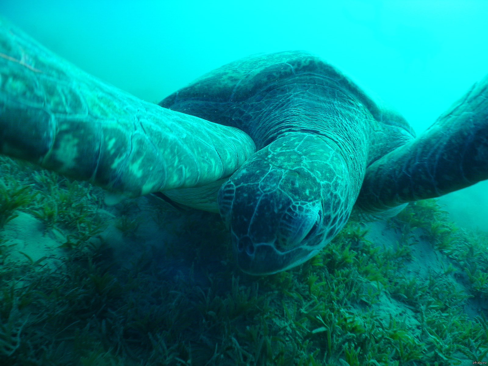 Glamor turtle - Diving, The photo, Turtle