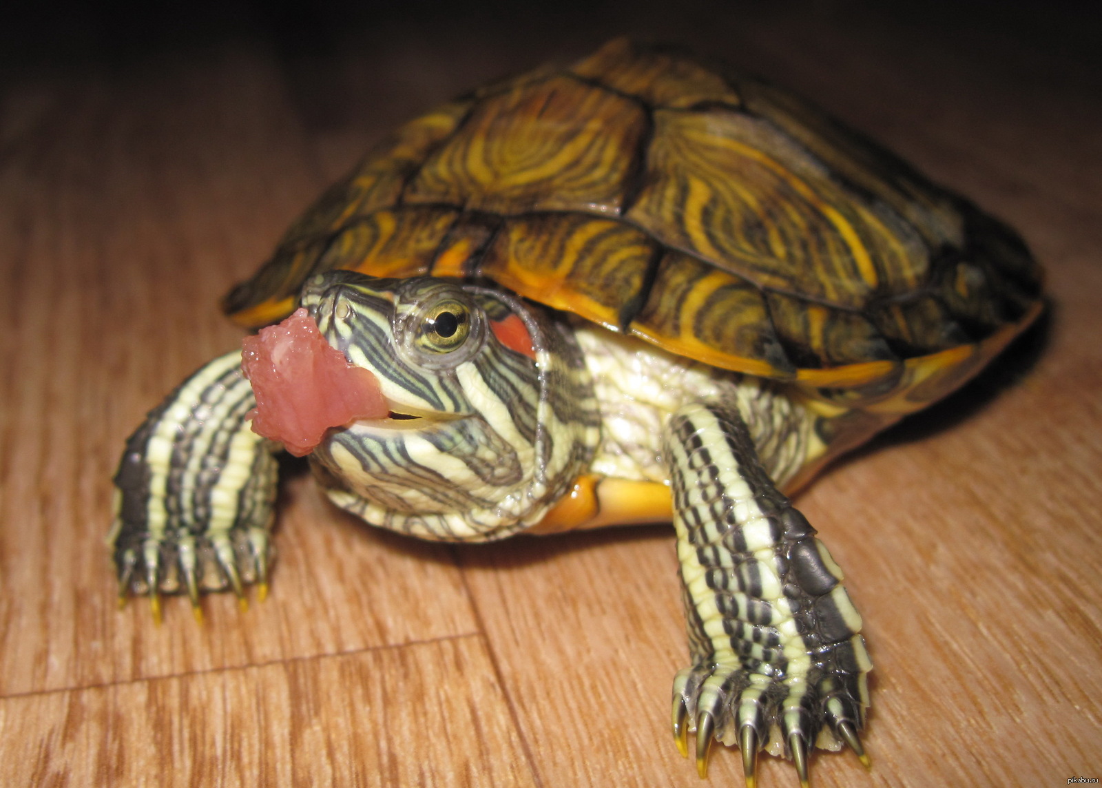 Череп красноухой черепахи