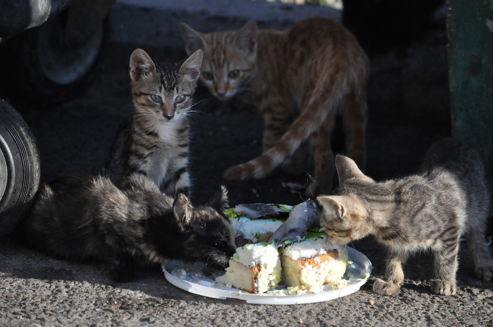 Кот помойный