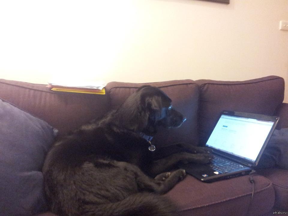 Dog on Laptop. Dog Laptop.