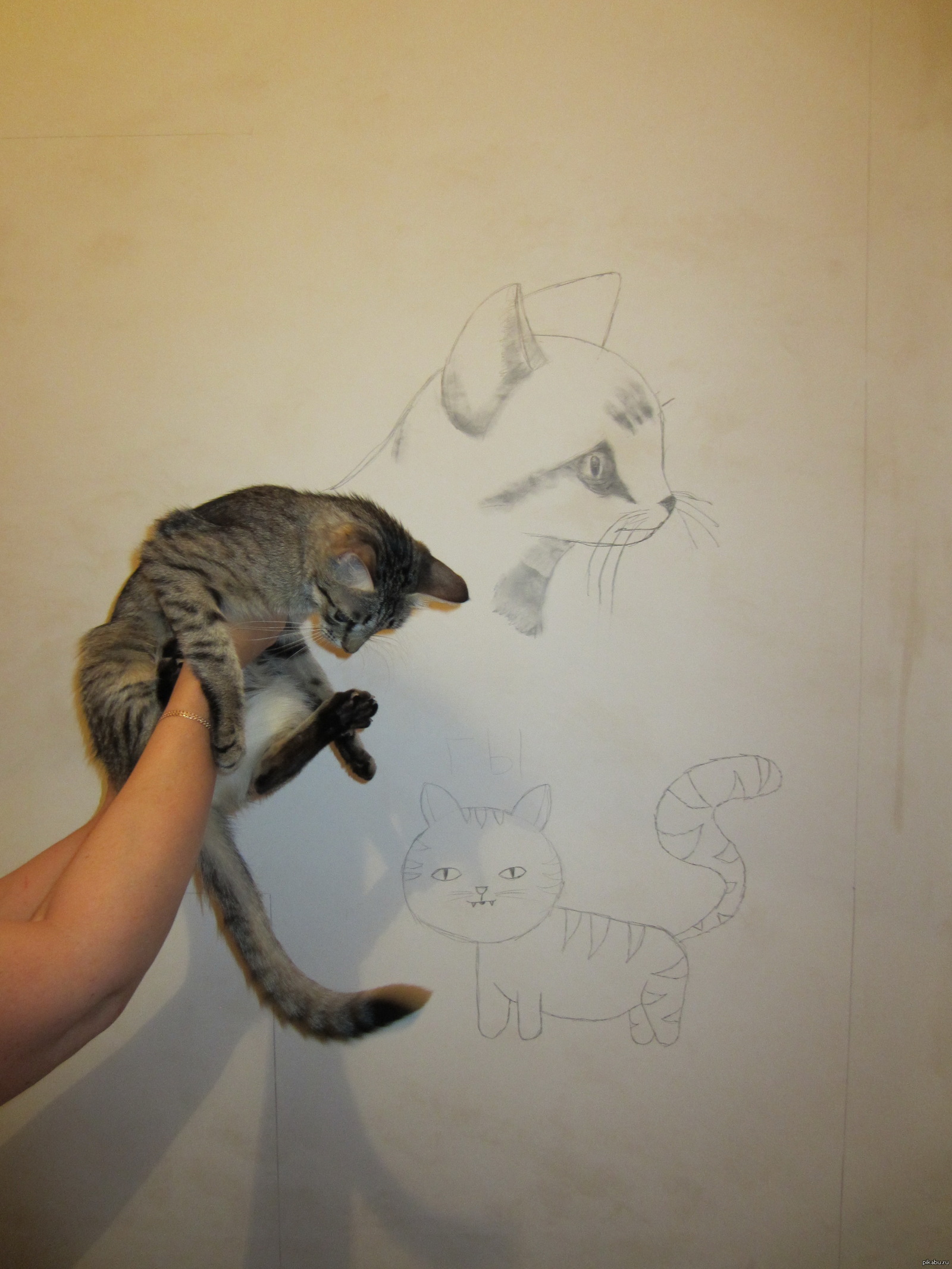 Кот ремонт. Котик ремонт. Кот у стенки Мем. Кот ремонт рисунок. Плакаты на стену котики.
