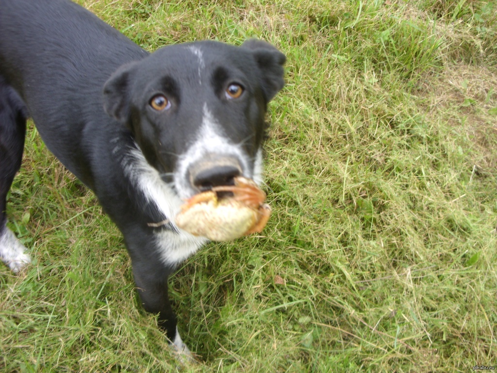 Brother picked up a homeless puppy in the spring - My, Pets, Hunting