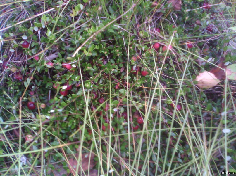 Россия - щедрая душа | Пикабу