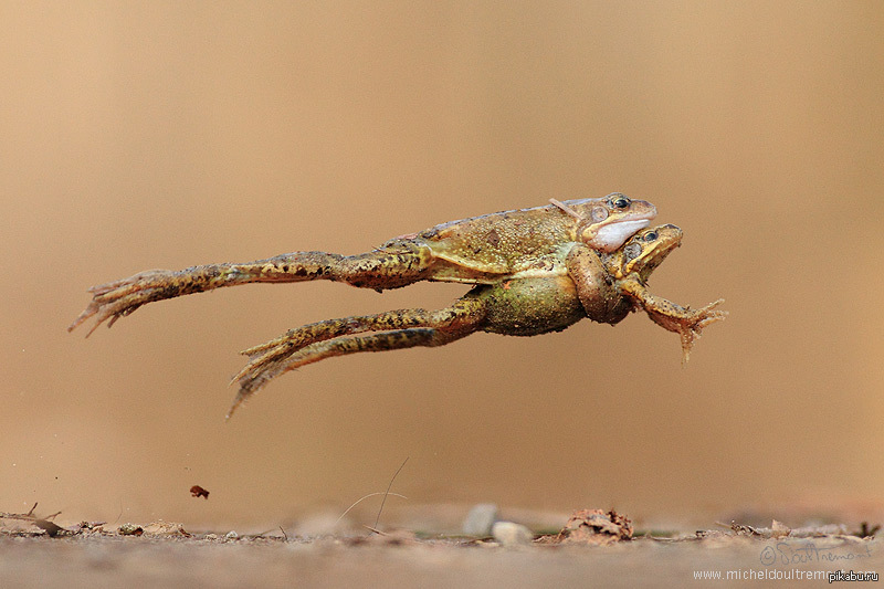 Летающие земноводные. Летающая лягушка. Летающая амфибия. Лягушка летит. Летающая лягушка фото.