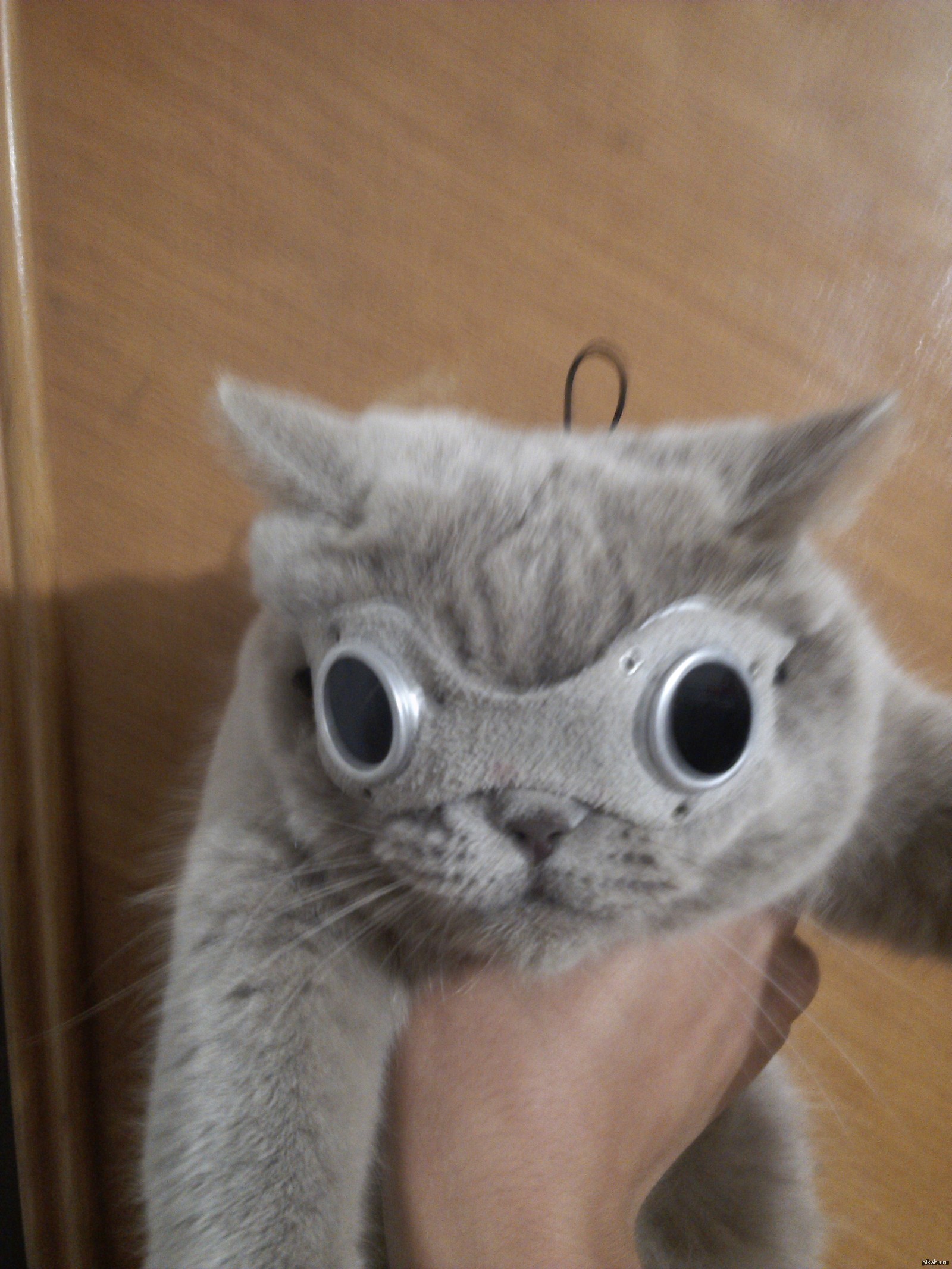 Кот + очки для солярия | Пикабу