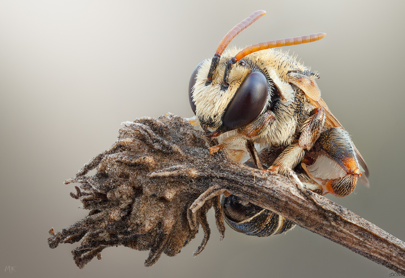 Жизнь домашних пчел. Дикая медоносная пчела. Пчела Макросъемка. Дикая и домашняя пчела. Лесные пчелы.