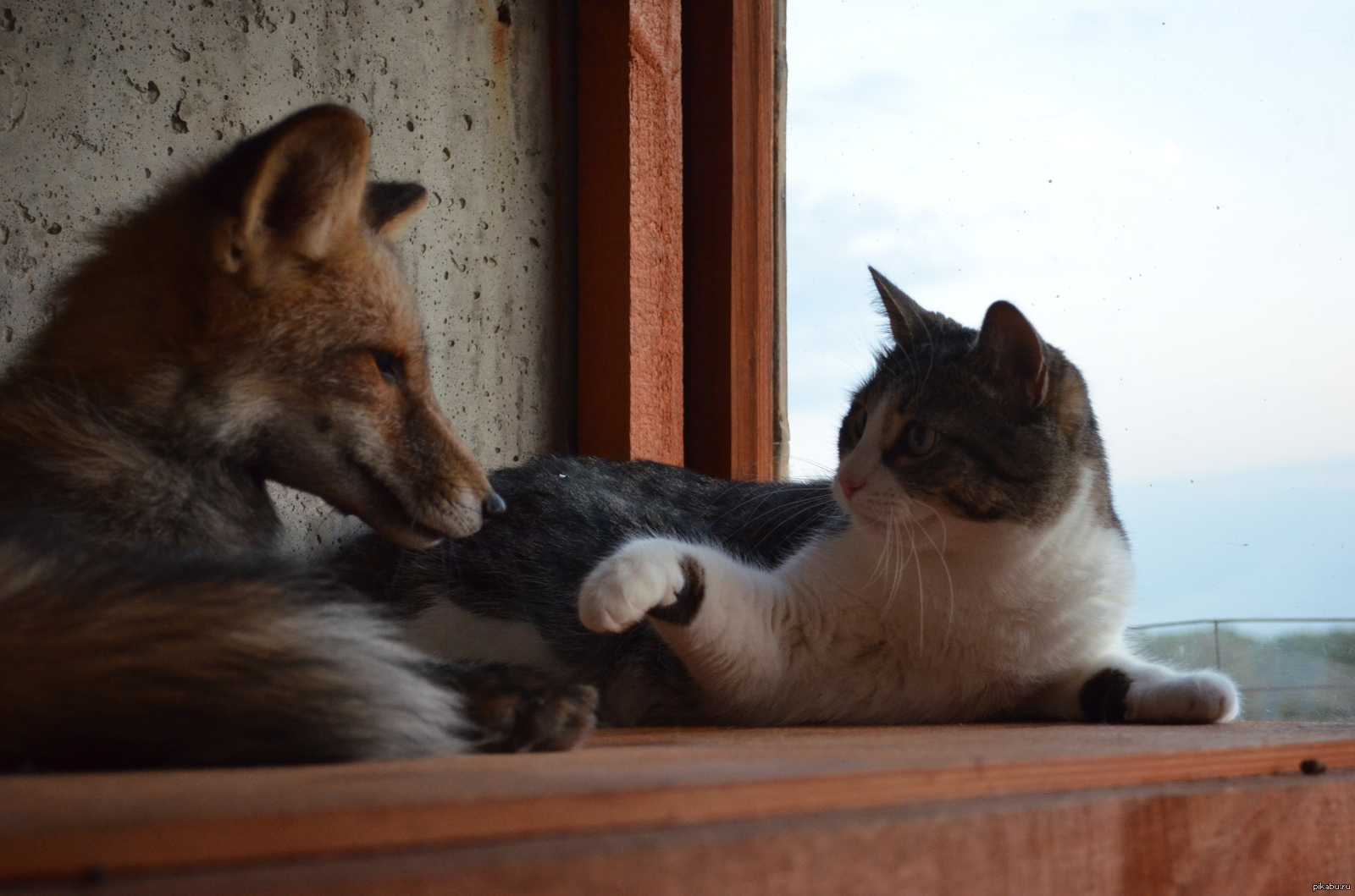 Fox and cat