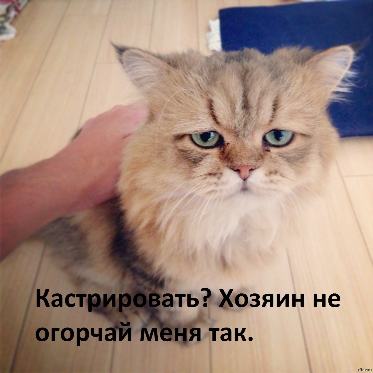 Включи не ругайте. Обиженная собака. Включи не ругайте. Не ругаться. Включи не ругайте.