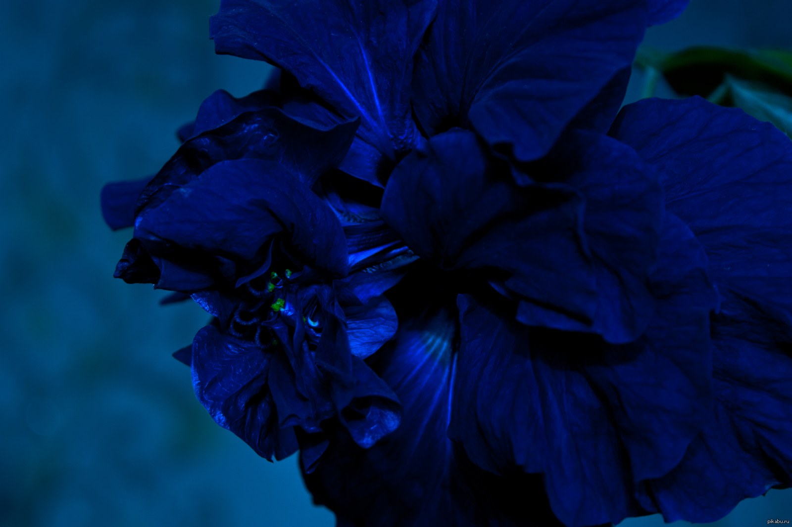 Синий тут. Гибискус синий. Гибискус махровый синий. Голубой гибискус Эстетика. Темные цветы.