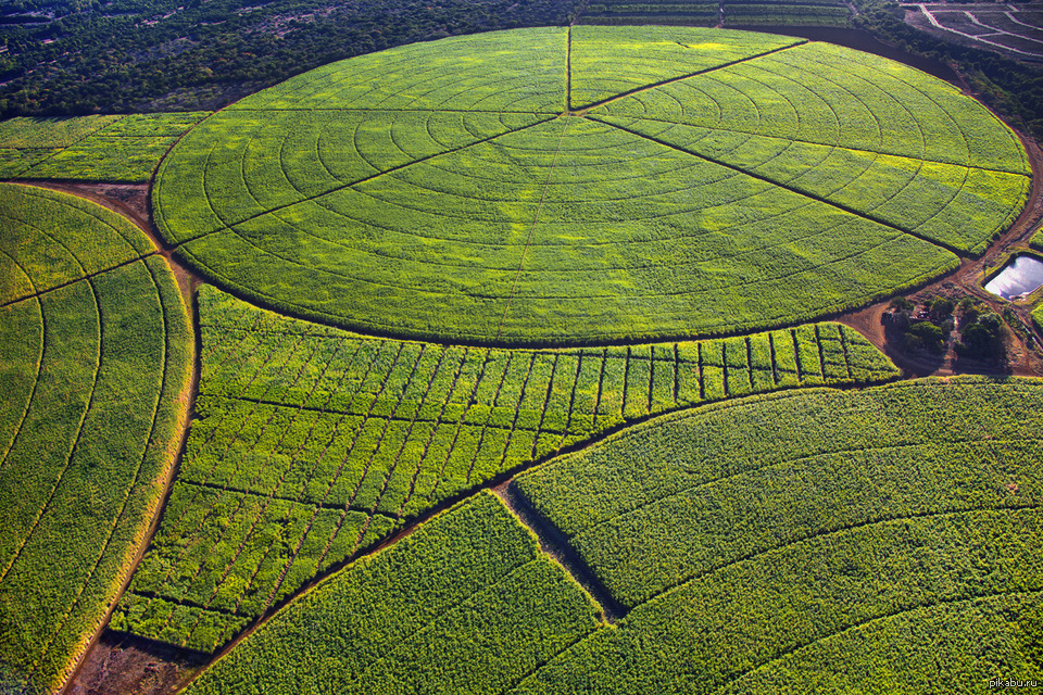 Бразилия сахарный тростник. Маврикий плантации сахарного тростника. Плантации сахарного тростника в Бразилии. Сахарный тростник Бразилия поле. Плантации тростника на Маврикии.