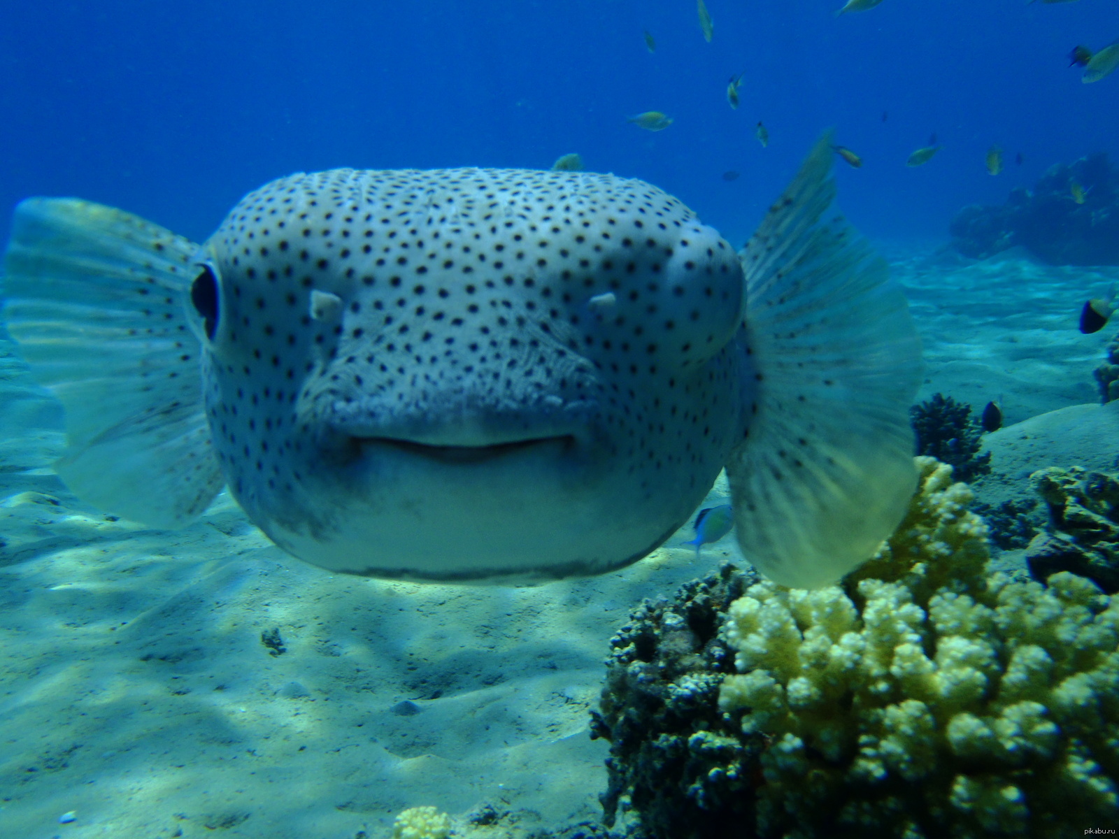 Smile fish. Рыба улыбается. Рыба с улыбкой. Рыбка улыбка. Рыба с ухмылкой