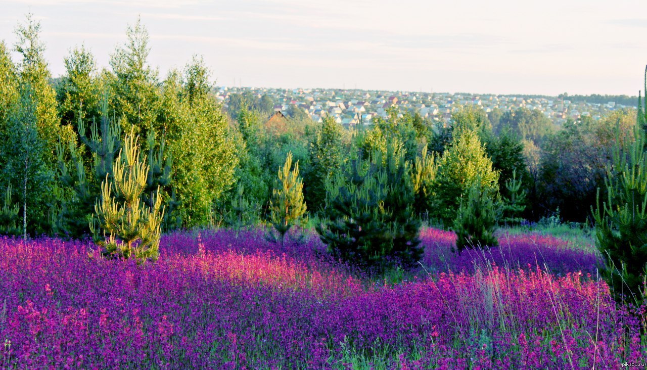 Природа центральной. Красивая природа центральной России. Природа центрального района России. Красоты средней полосы России. Лето в России.