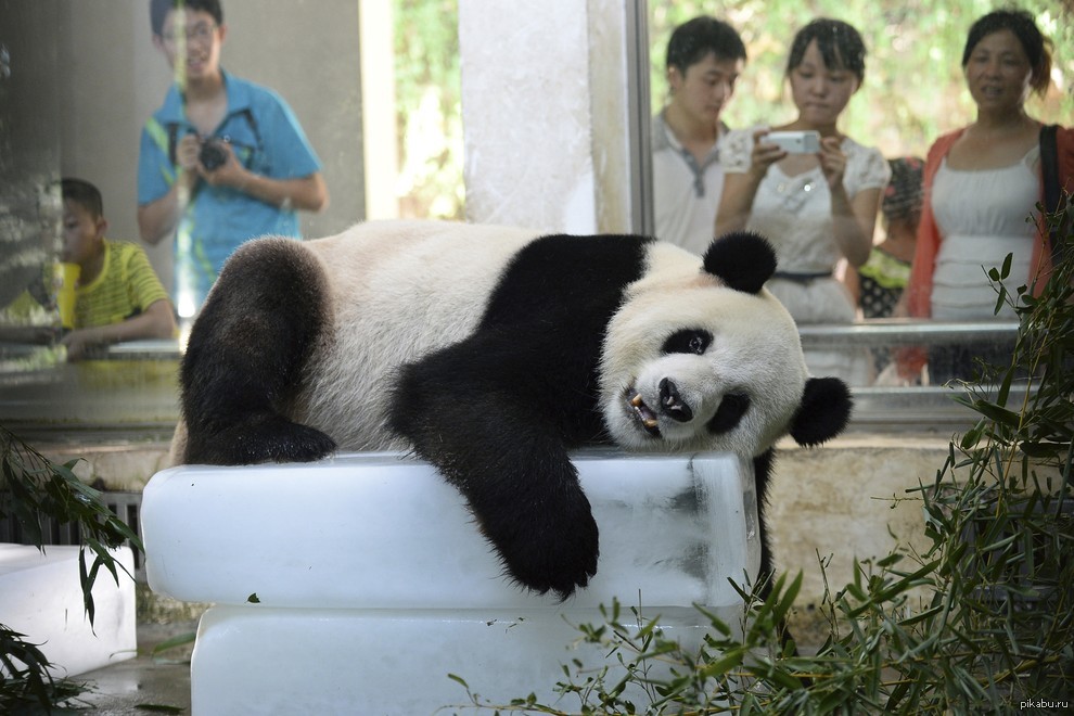 Панда живет в зоопарке. Панда в зоопарке. Большая Панда в зоопарке. Панда в Китае. Панда в китайском зоопарке.