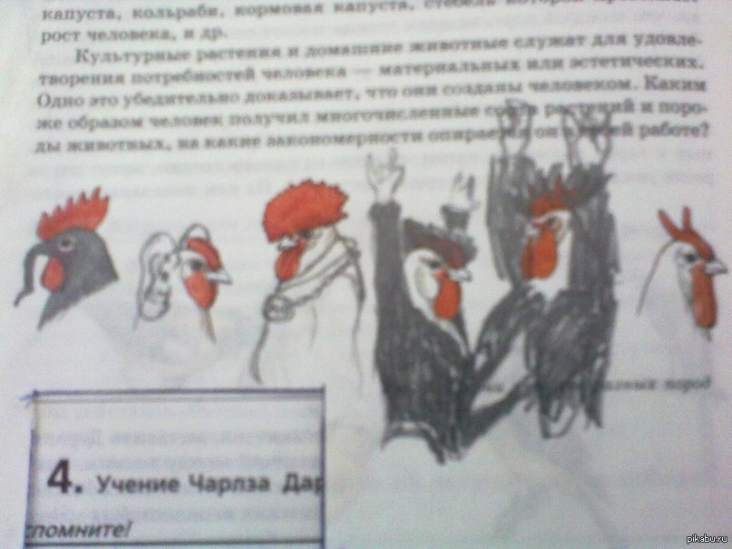 Biology...)) - Biology, Rooster