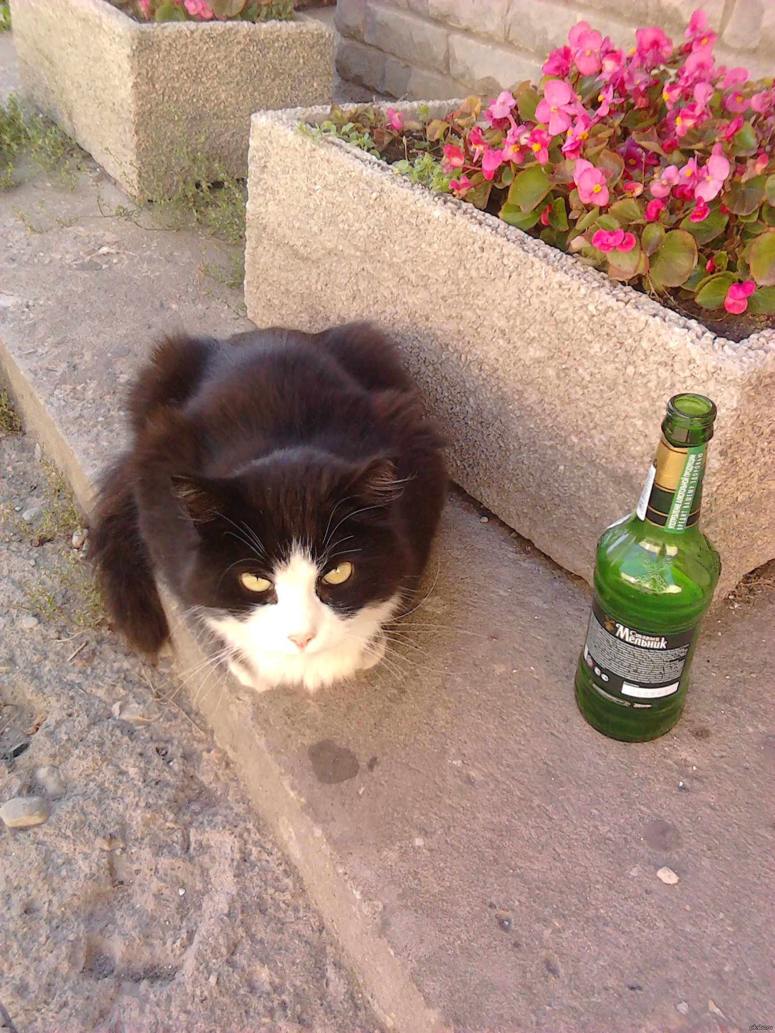 Коты гопники