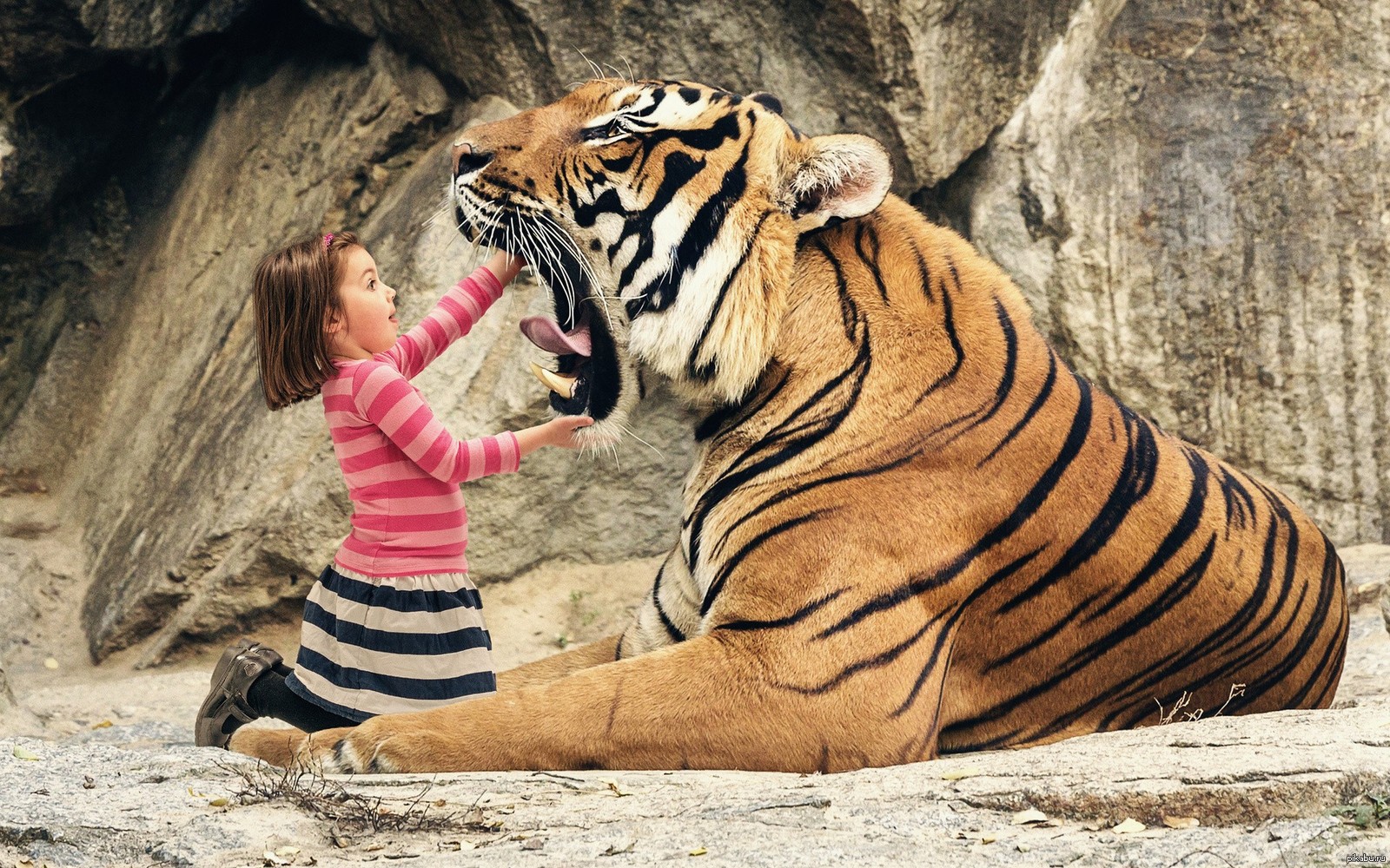 Пасть к ногам. Тайгер тигр. Тигр для детей. Необычный тигр. Девочка тигрица.