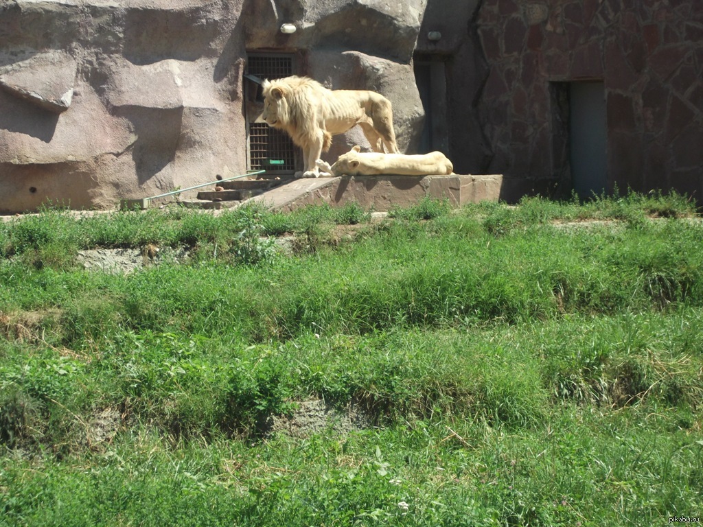 Худой лев | Пикабу