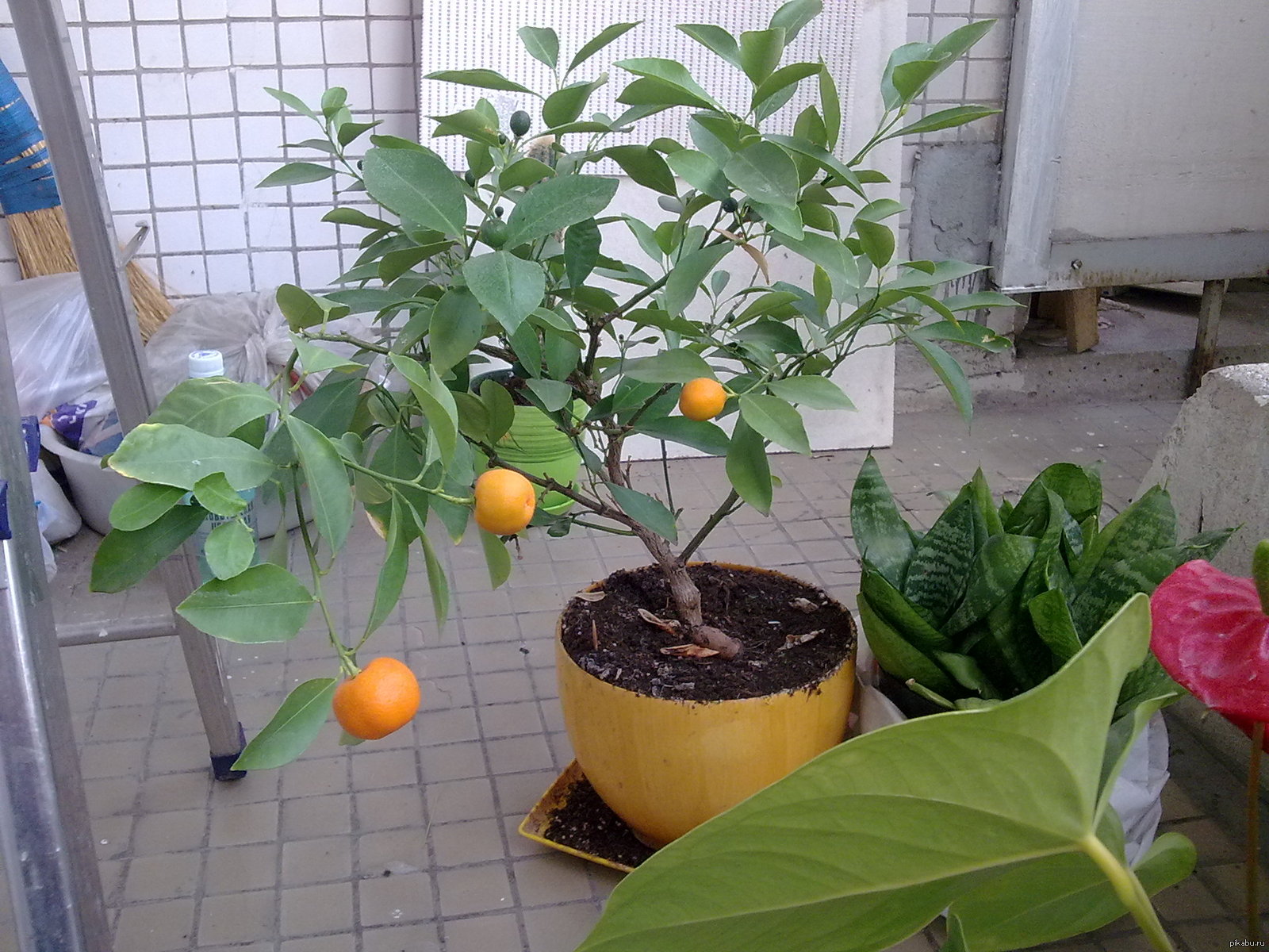 Вырастить мандарин из плода