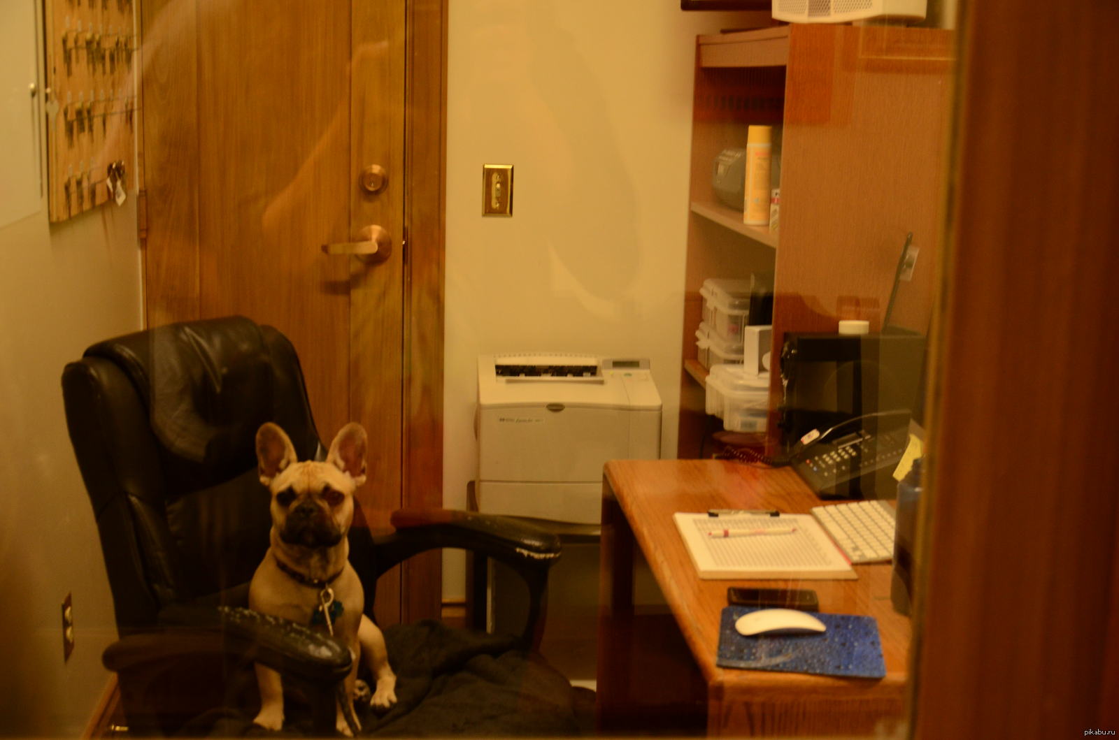 Watchman in a modern hostel - Dog, French Bulldog, Humor, Doorman, Dormitory