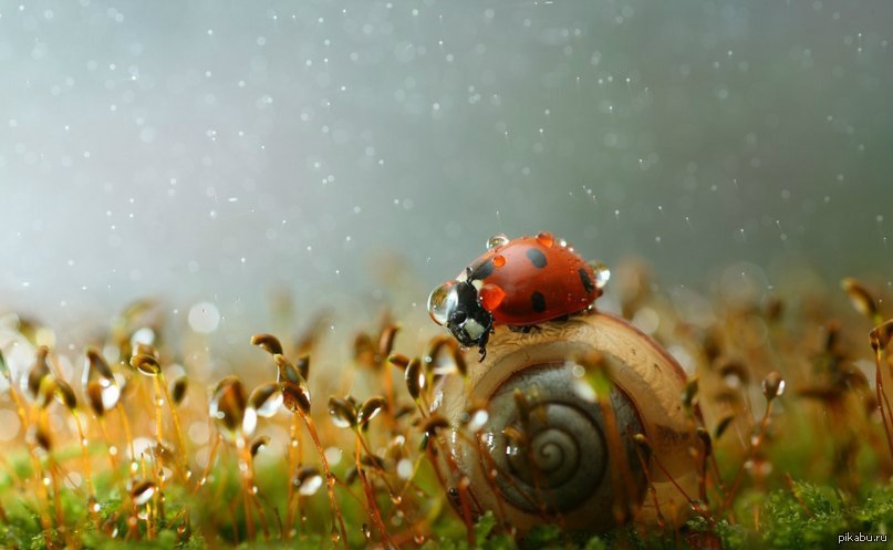 Макромир и микромир. Микромир это в естествознании. Микро макромир. Макромир природа. Микро макро мегамир.