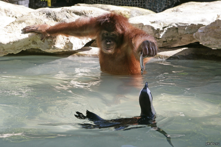 Шимпанзе плавает. Рыба обезьяна. Обезьянка купается. Обезьяна ловит рыбу. Обезьяна в воде.