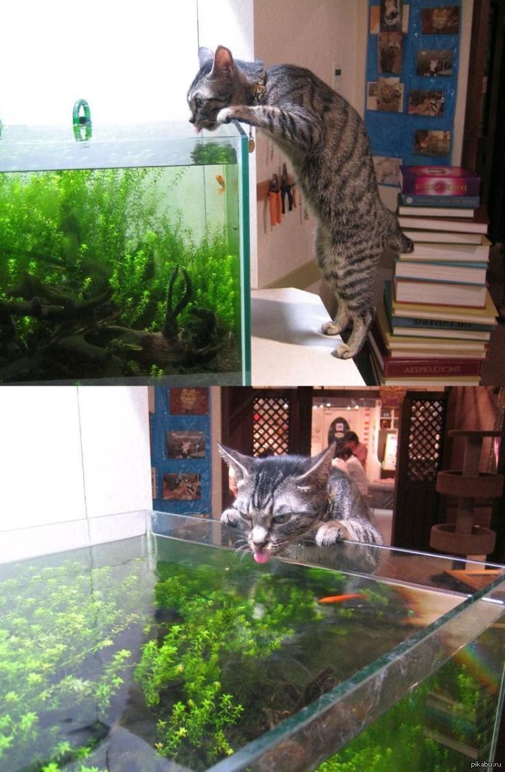 Аквариум для кота внутри. Прикольные аквариумы. Кот и аквариум. Аквариум для котиков. Певариумы с котом.