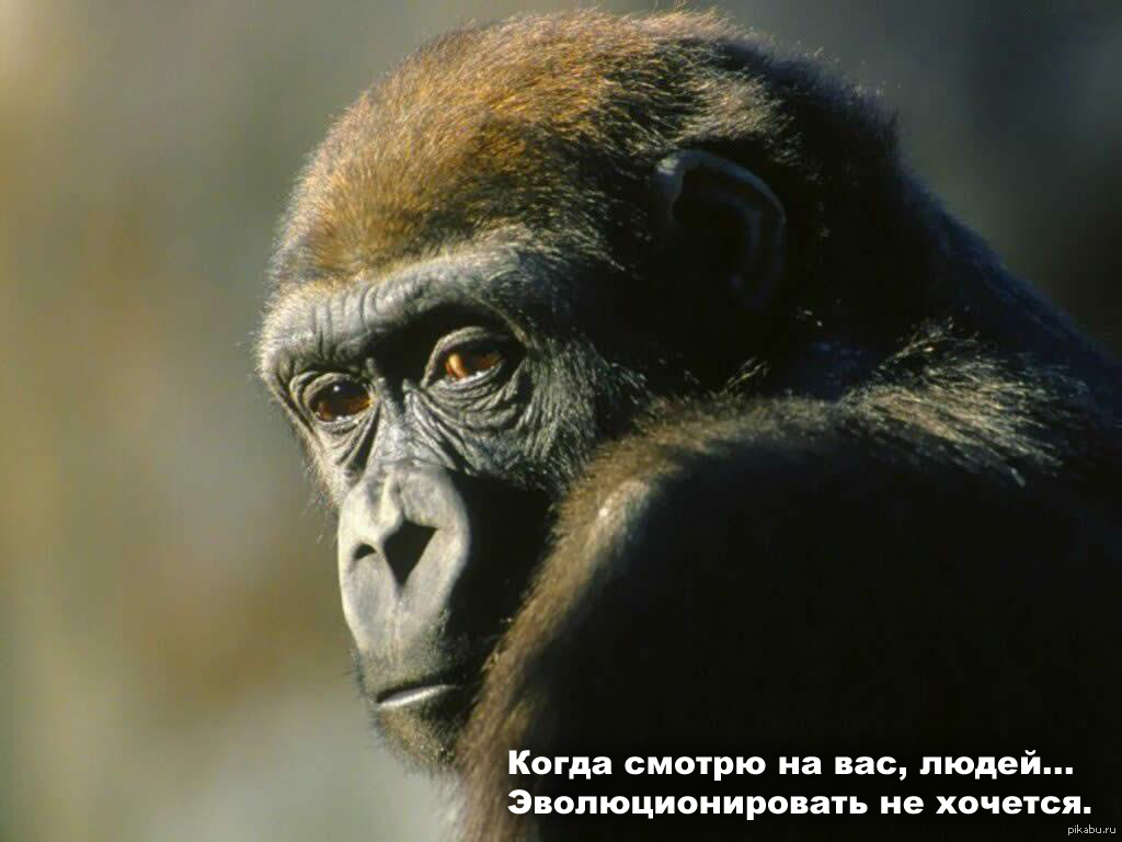 люди потомки обезьян. что отличает шимпанзе от человека. австралопитек хомо хабилис хомо эректус. обезьяна наш потомок. хомо хабилис палеоантропы.