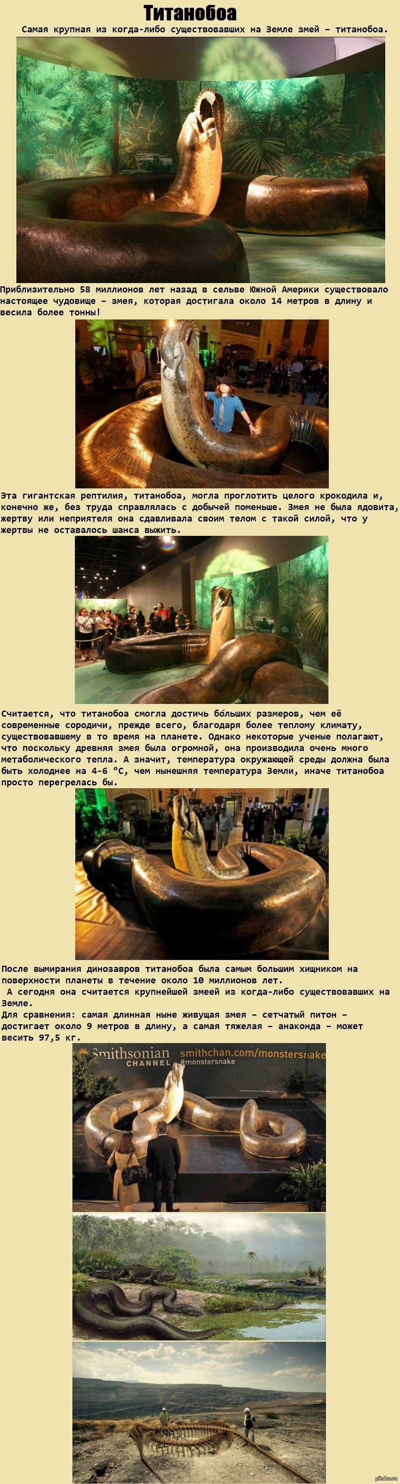 Титанобоа змея в живую