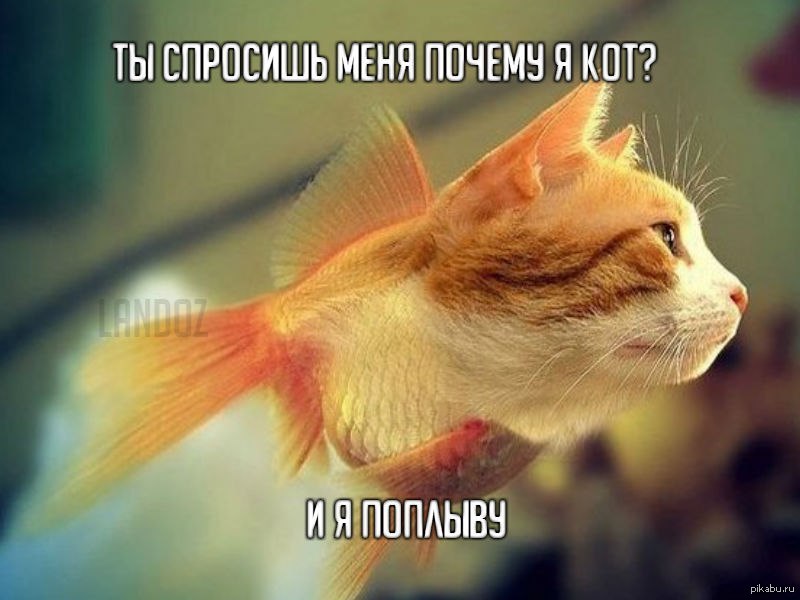 Почему хочу рыбу. Кот с рыбой. Смешные рыбы. Кошачьи плавники. Рыжий кот с рыбой.