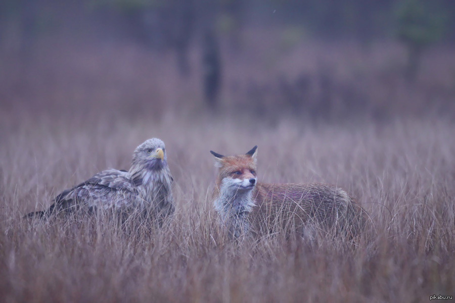 When your interests match - The photo, Nature, Eagle, Fox