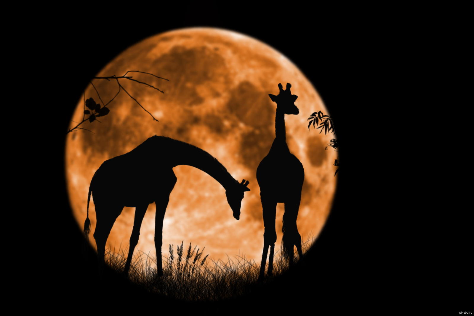 Силуэты Жирафов на фоне Луны