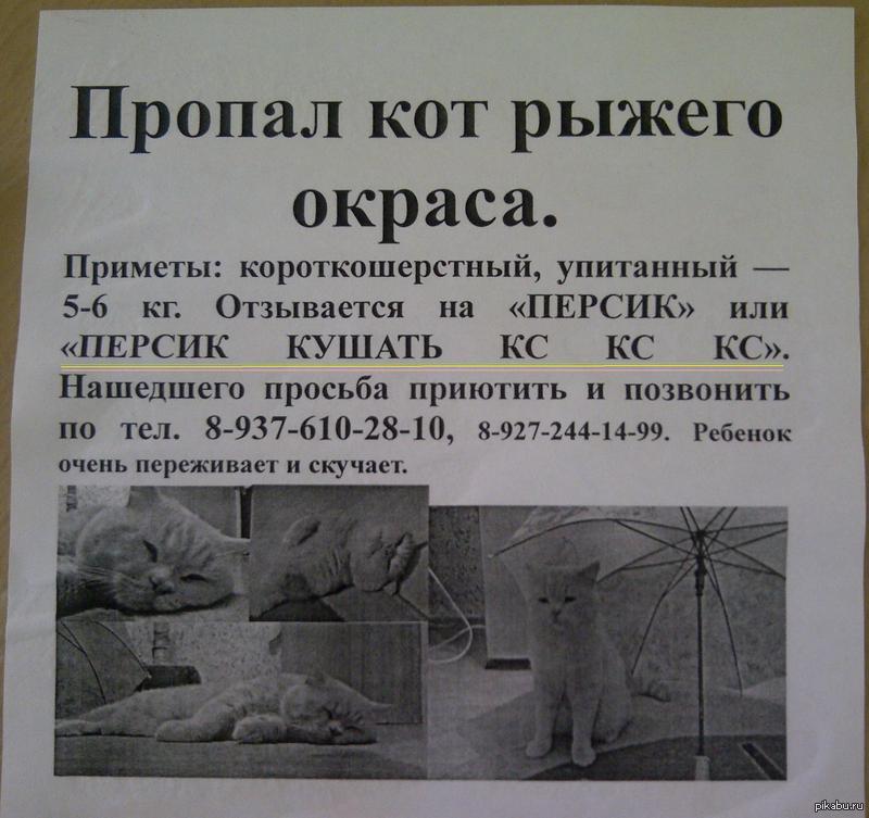 Пропали друзья что делать. Пропал кот объявления. Объявление о потере кота. Объявления о пропаже животных. Объявление о пропаже кота.