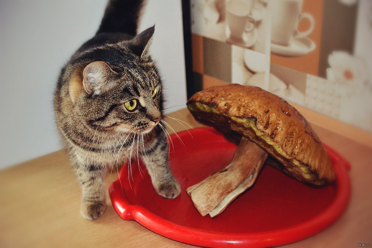 Можно котам хлеб. Кот гриб. Кошка и грибы. Котик с грибами. Кот мухомор.